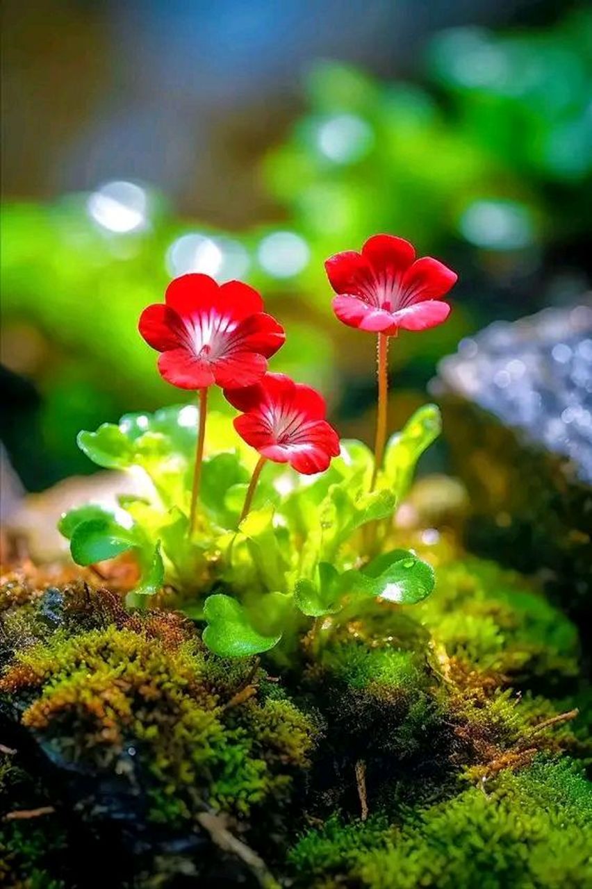 石头上长出的小花#摄影# #中国美景大赏# #全民ai创作节