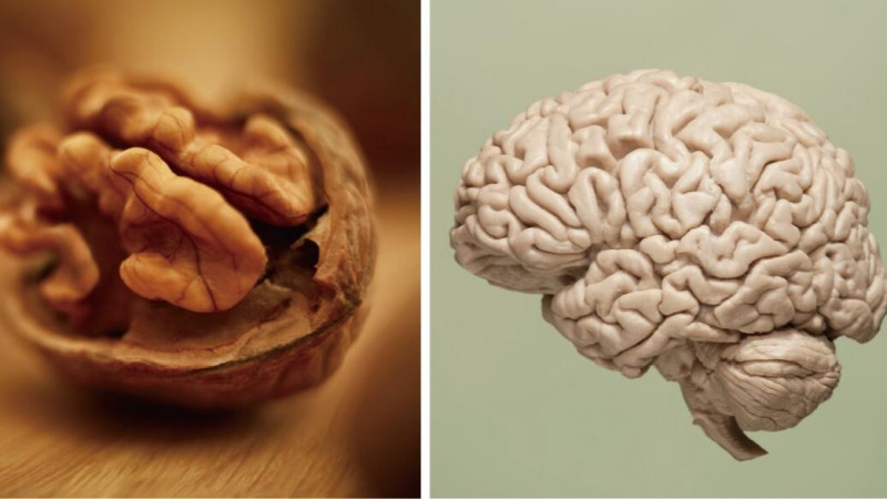 而智商高低是由脑细胞数量等决定的.人的脑细胞并不