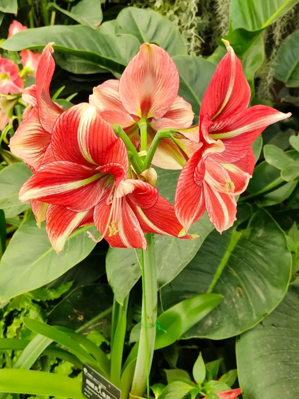 人见人爱的黛丝朱顶红,一根花杆上开一对花或者两对花,所以又叫"对红"