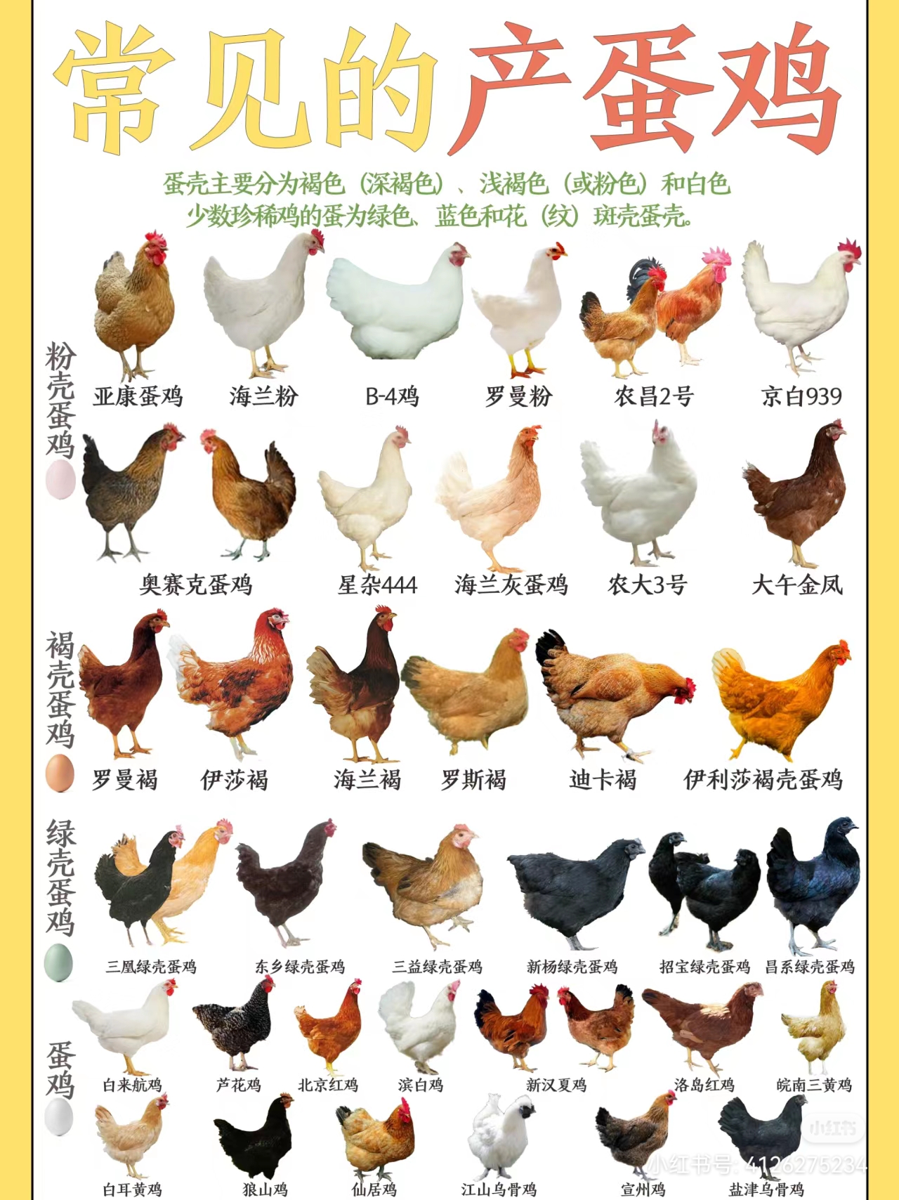 常见产蛋鸡一览,买对品种,一年四季都有鸡蛋吃!