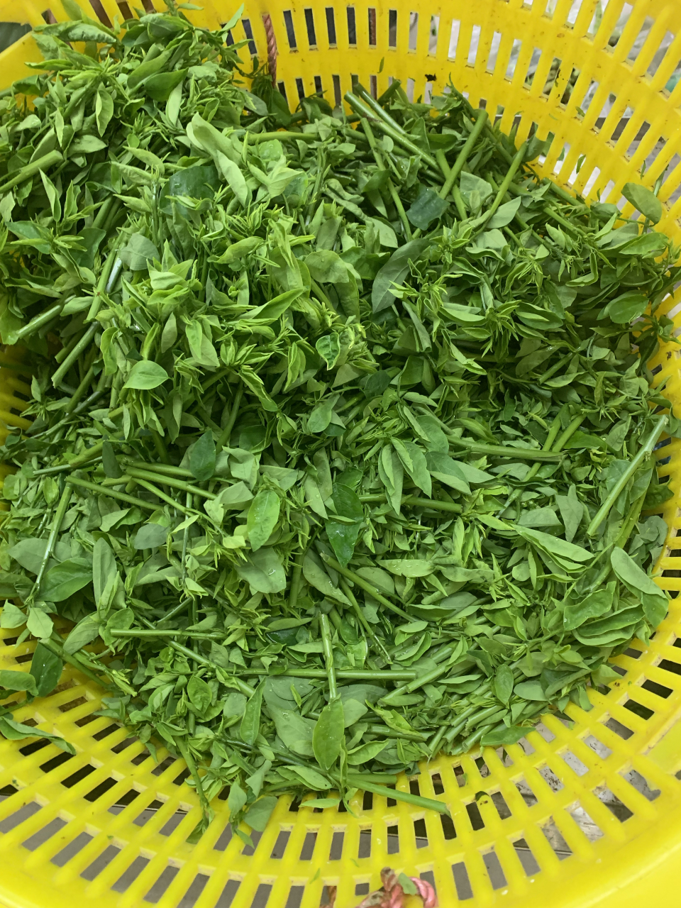 五指山野菜,树仔菜