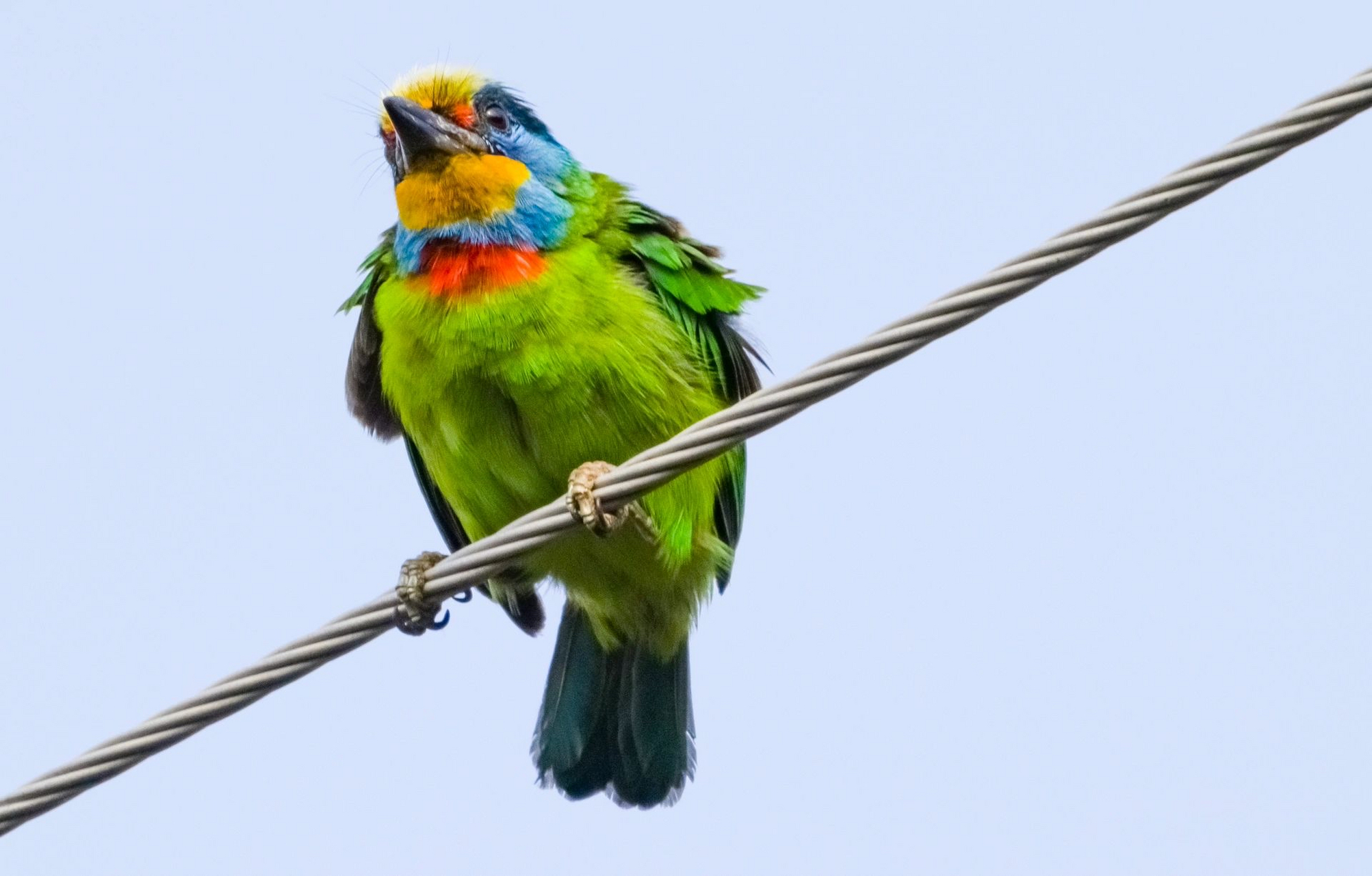 五色鸟,属于我国宝岛台湾特有品种,该鸟体型壮硕,头颈间有黄,蓝,红,黑