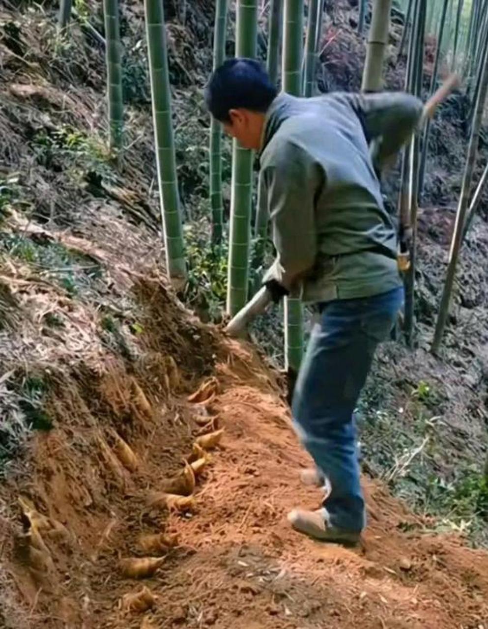 现在又到了挖竹笋的季节.