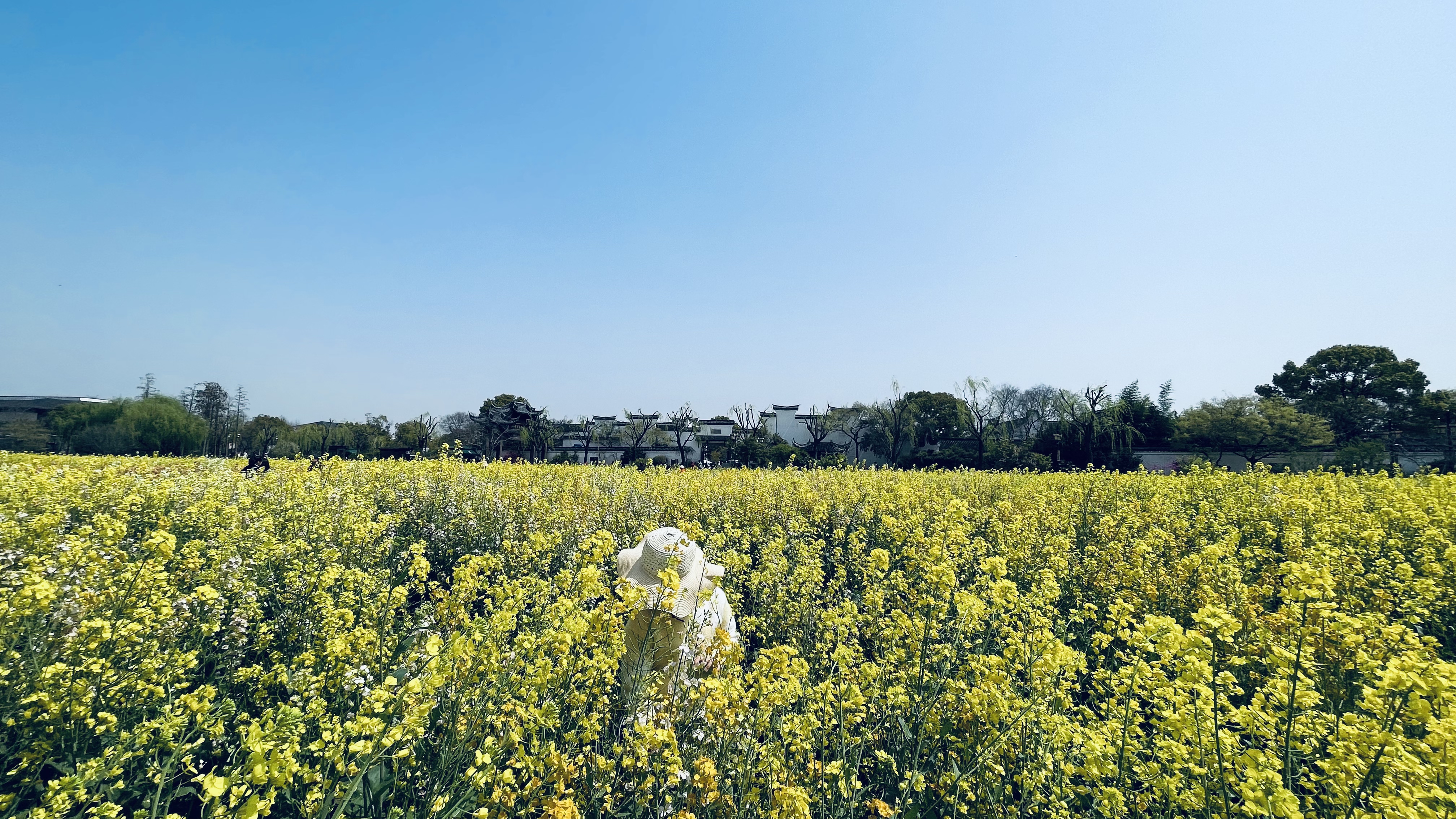 广富林春天油菜花