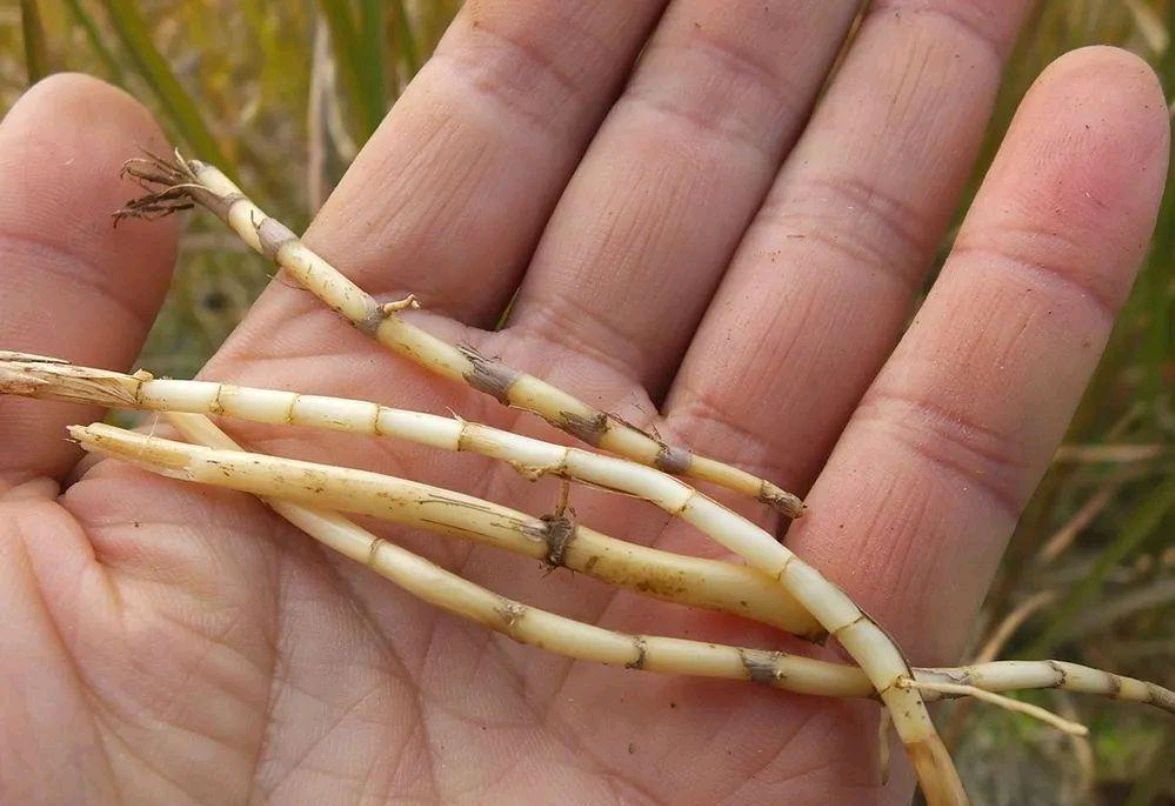 农村常见的4种"凉茶草",秋季煮水喝有妙用,了解下