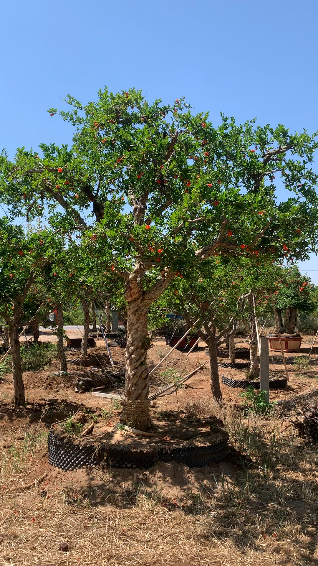 极品大红袍石榴景观树,树型骨架非常漂亮大气!