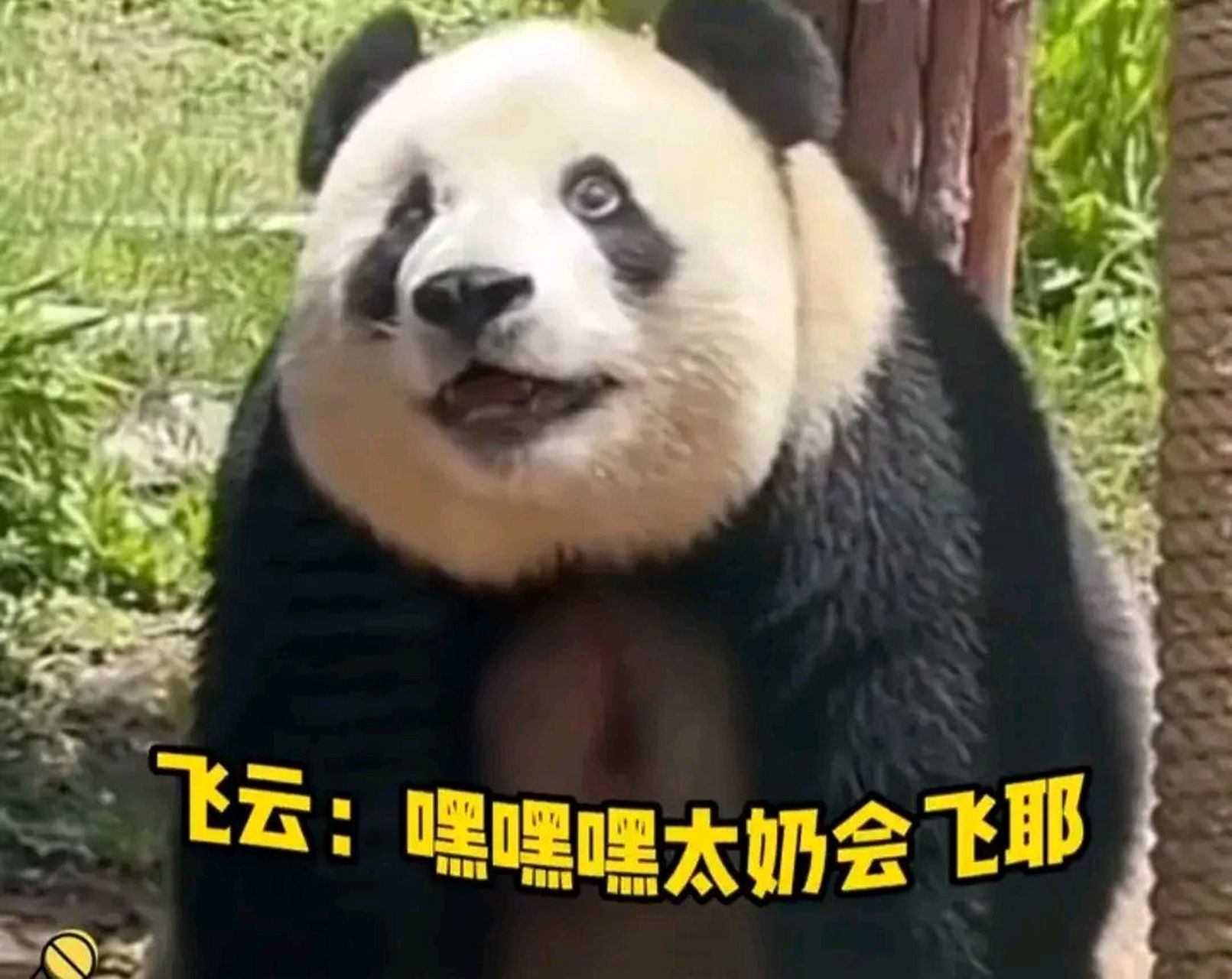 飞云的这表情好像是在云南吃了不该吃的菌子,开始飘飘然了么 好多金虎