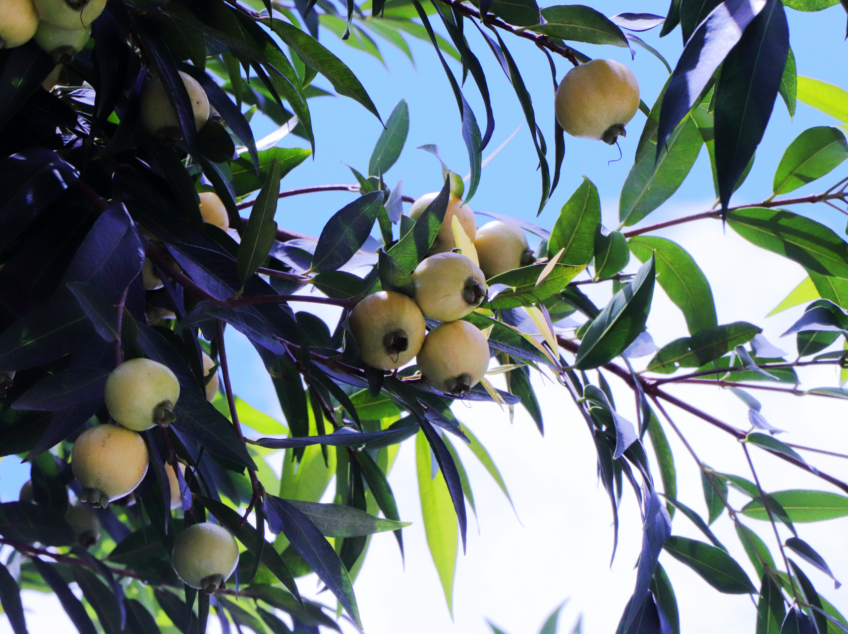 有一排被俗称为"铃铛果"的蒲桃,现在正值果树成熟时节,满树发黄的果实