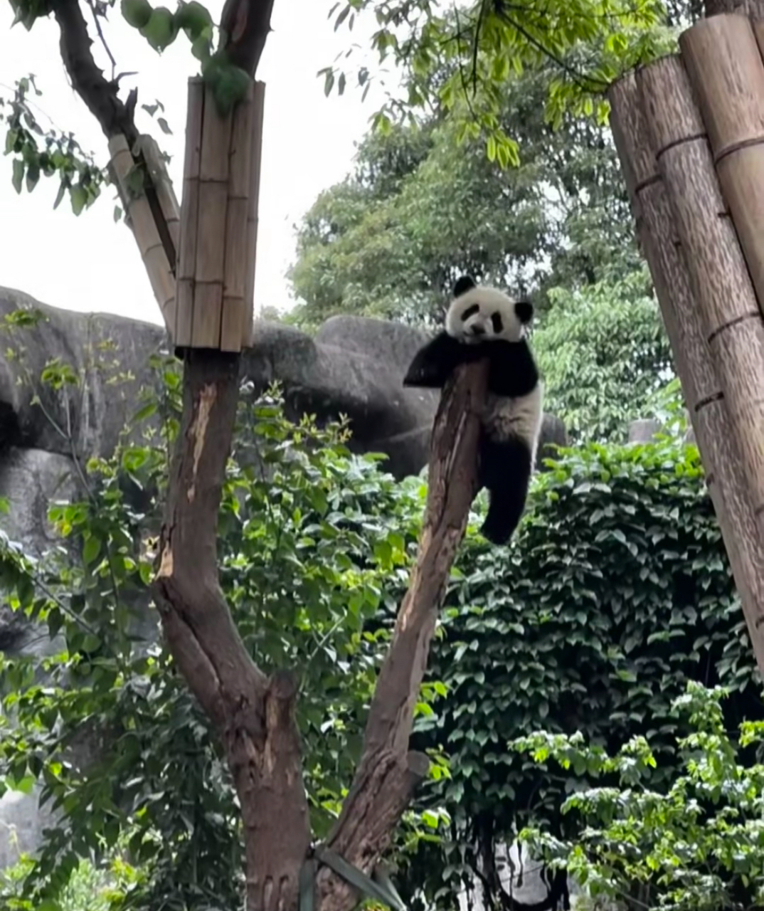 自挂东南枝图片搞笑图片