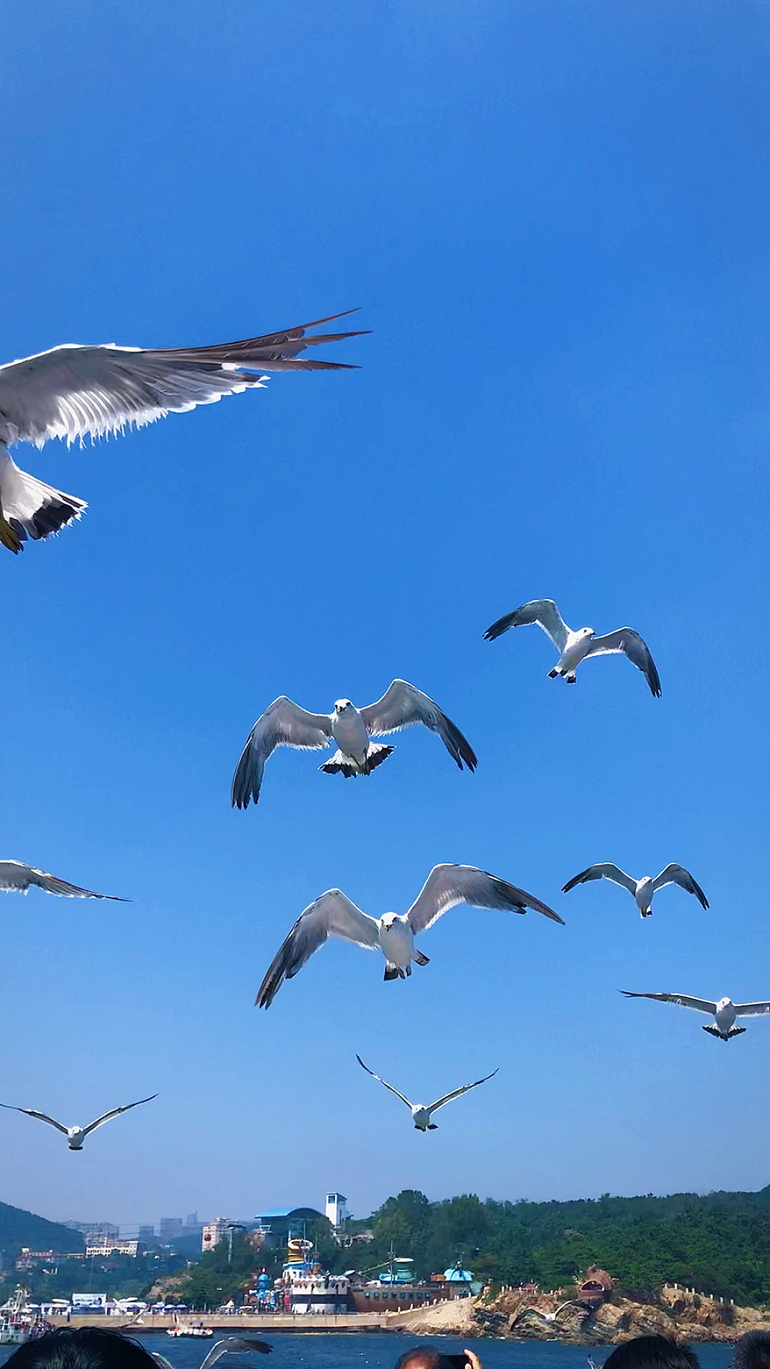 海鸥飞翔在高空,祝中,高考学子们金榜题名,展翅高飞-度小视