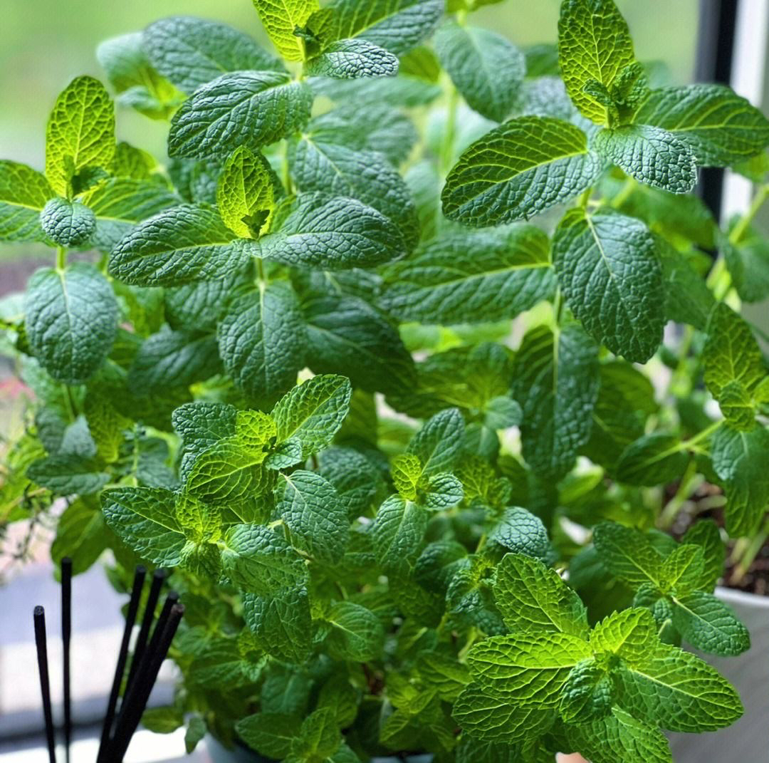 5种"驱蚊花",芳香漂亮好养,蚊子再也不敢靠近了,作用真大