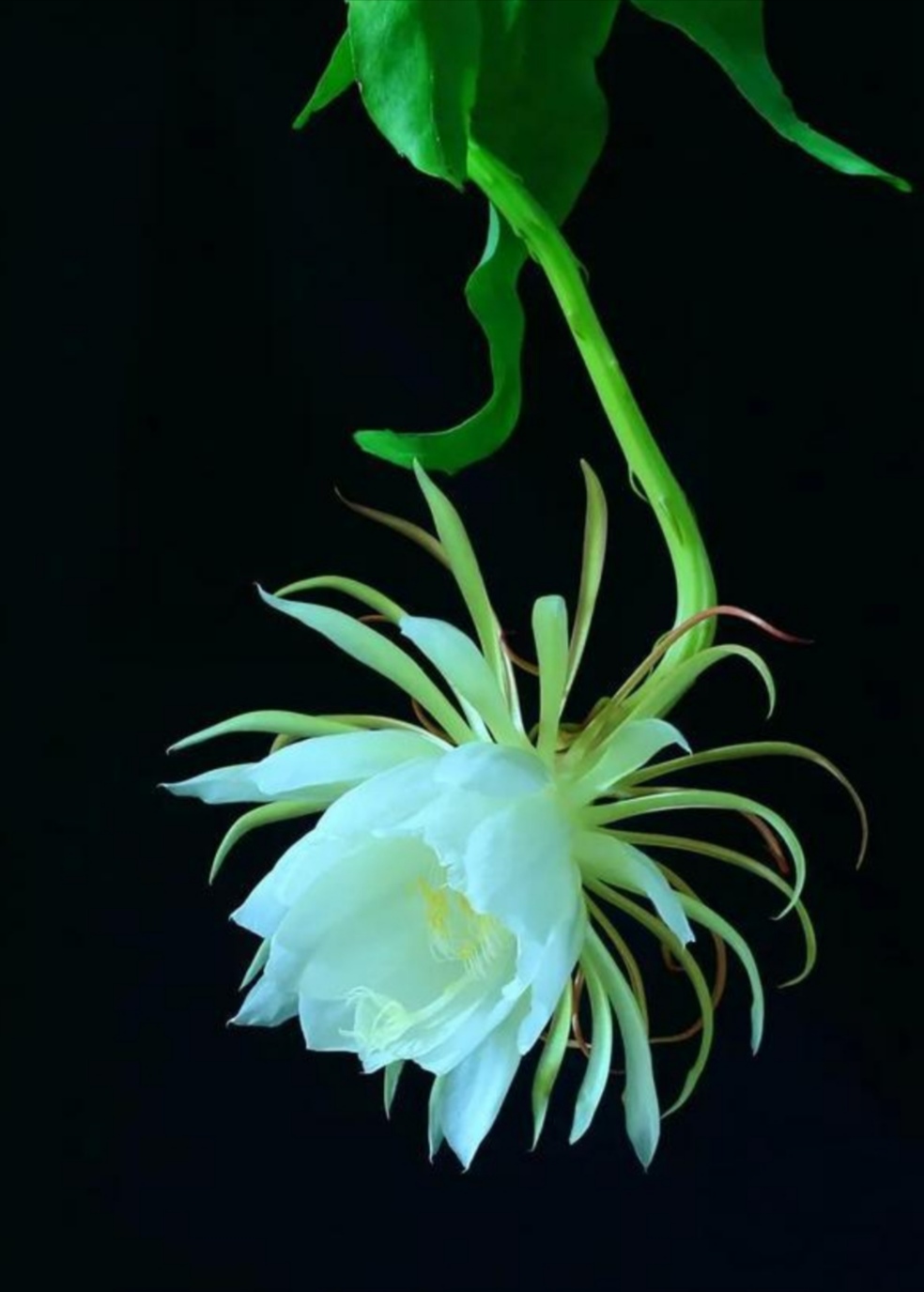 月下昙花(当代诗歌)