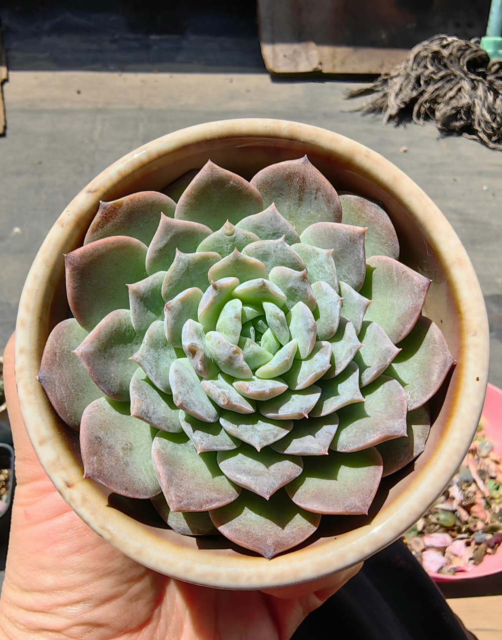 好看的肉都发完了,接下来都是丑的,3棵天鹅绒,3棵恩宠,3棵弗洛瑞安娜