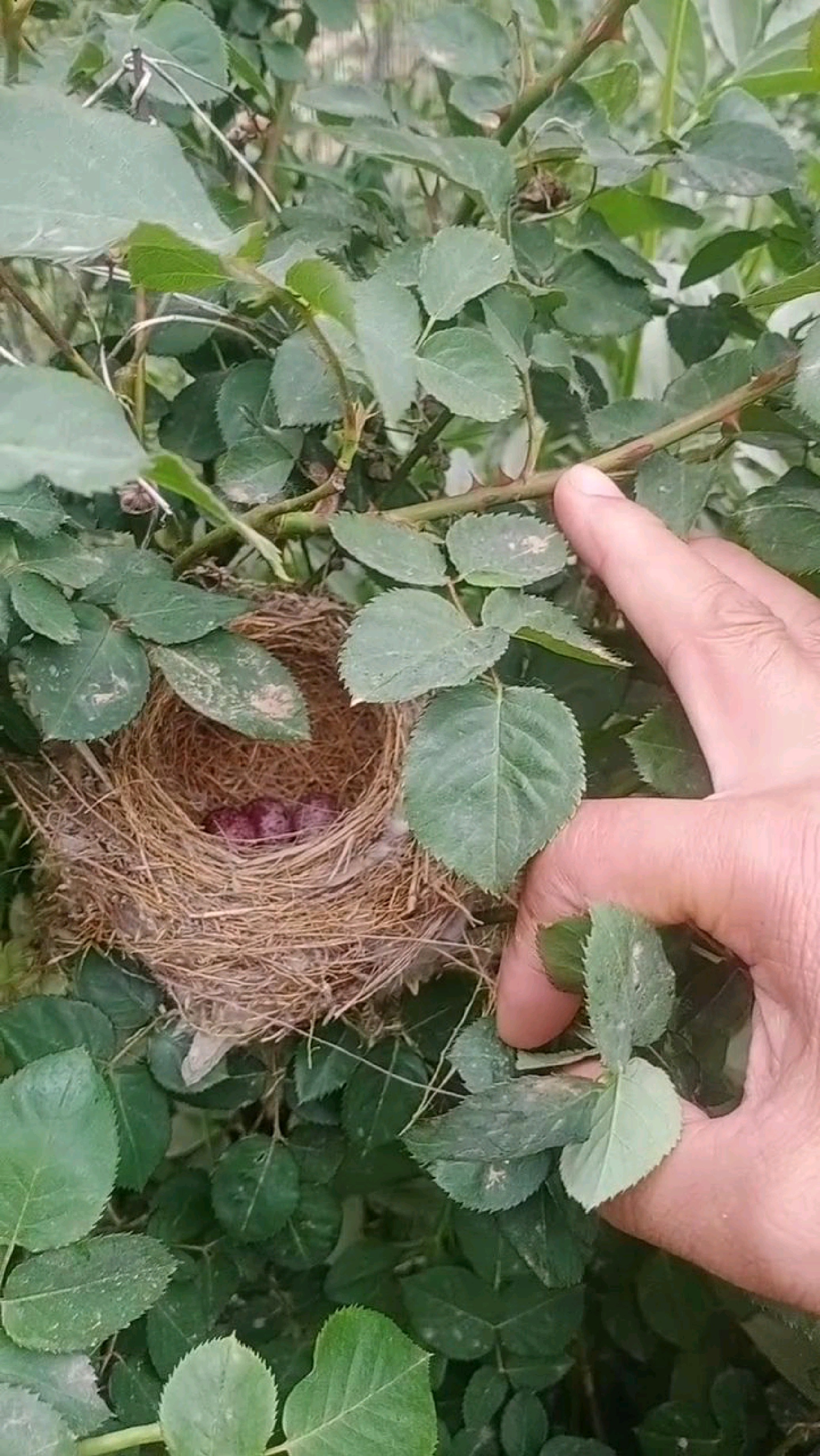 路边花丛中发现一鹊窝,里面有三个蛋.