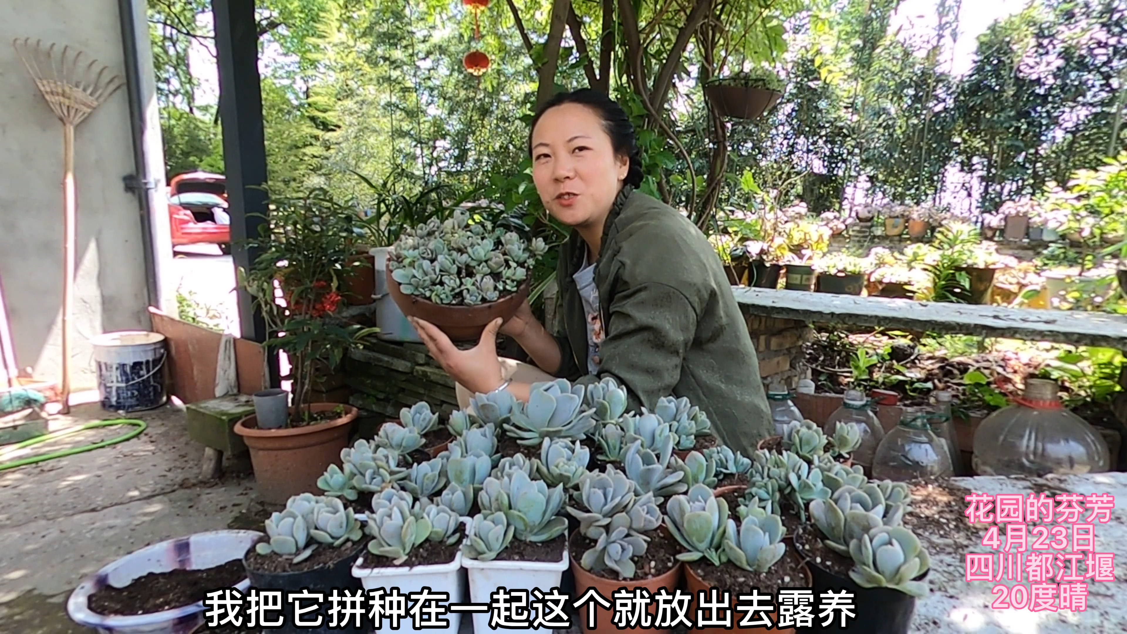 把4大盆鲁氏石莲分盆,20多盆花30天,绝对狂爆侧芽!