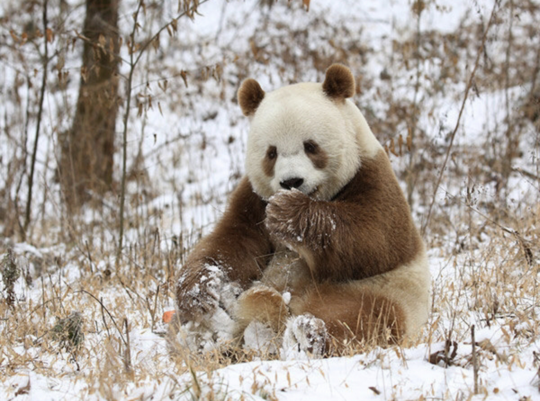 好喜欢这只奶油棕色大熊猫,它真像小时候吃的小动物雪糕[期待]