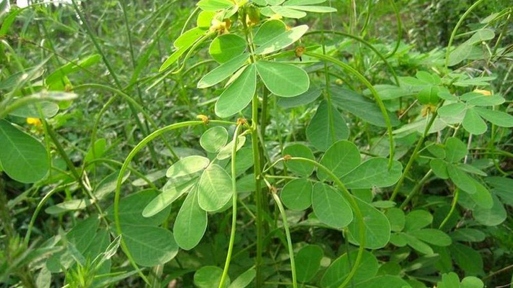 这种植物就是决明子,来认识一下吧!