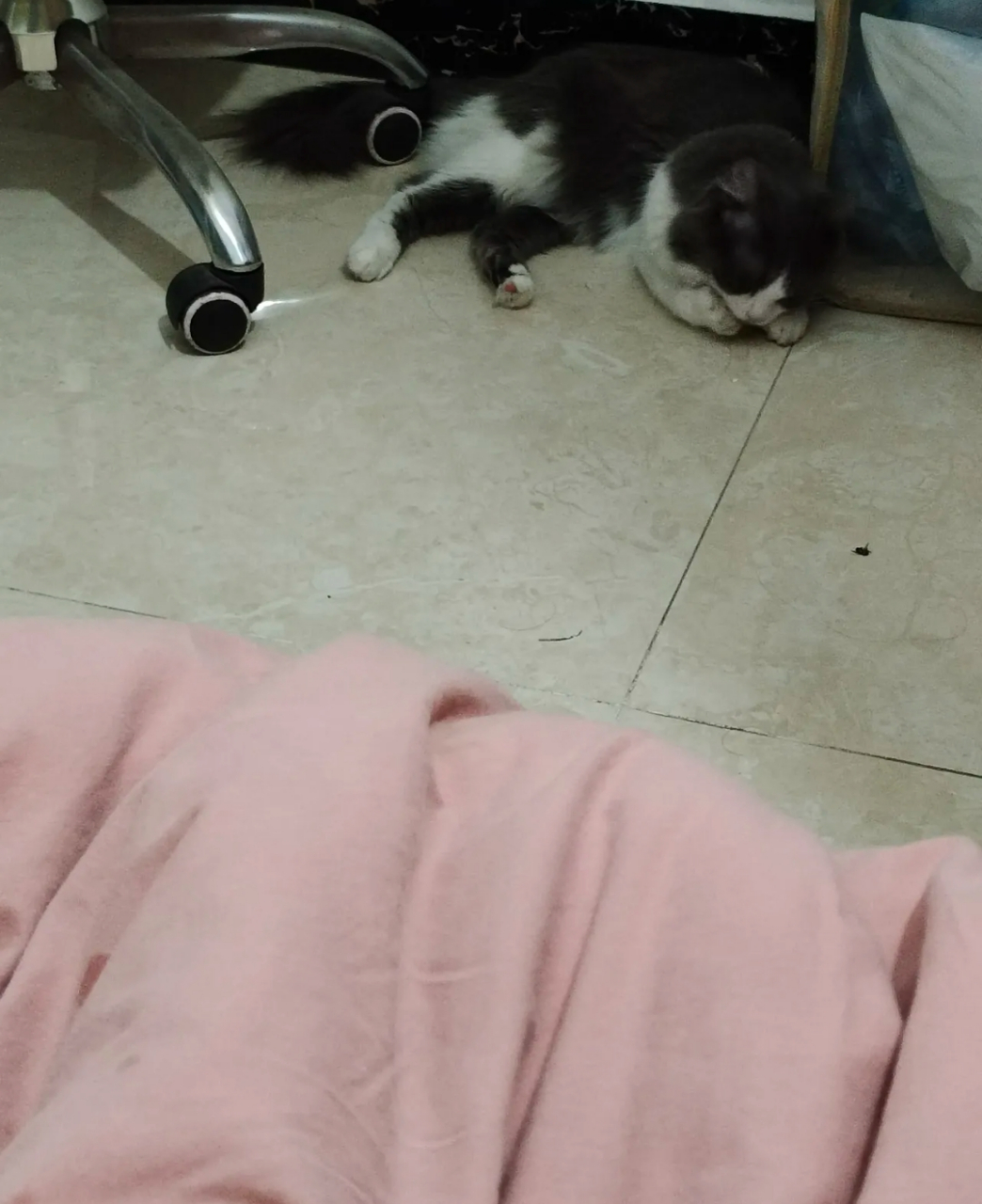 半夜被它做埋shi动作惊醒,开灯一看就送这么一份大礼,这已经是本缘哪