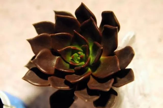 多肉黑王子已经淡出视线好几年!今天才知道,它的花语是"逆袭"