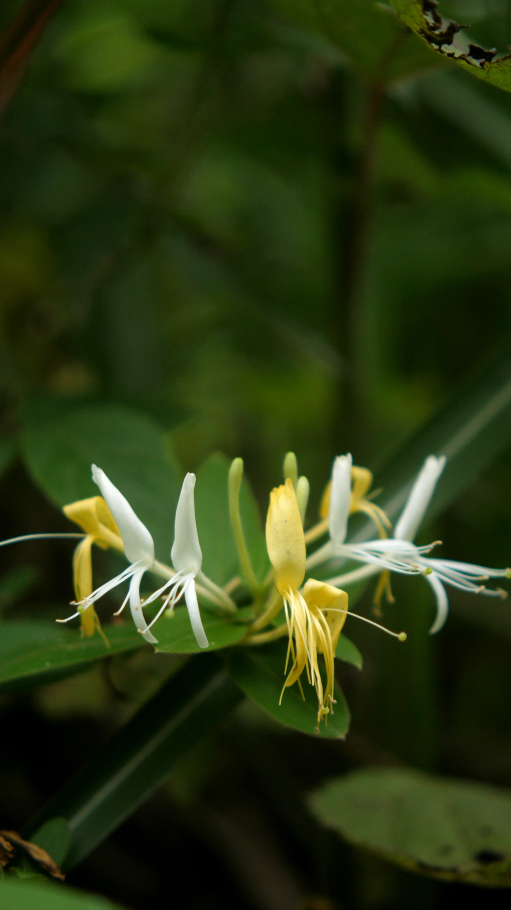 五月花季,代表着夏季到来,金银花开