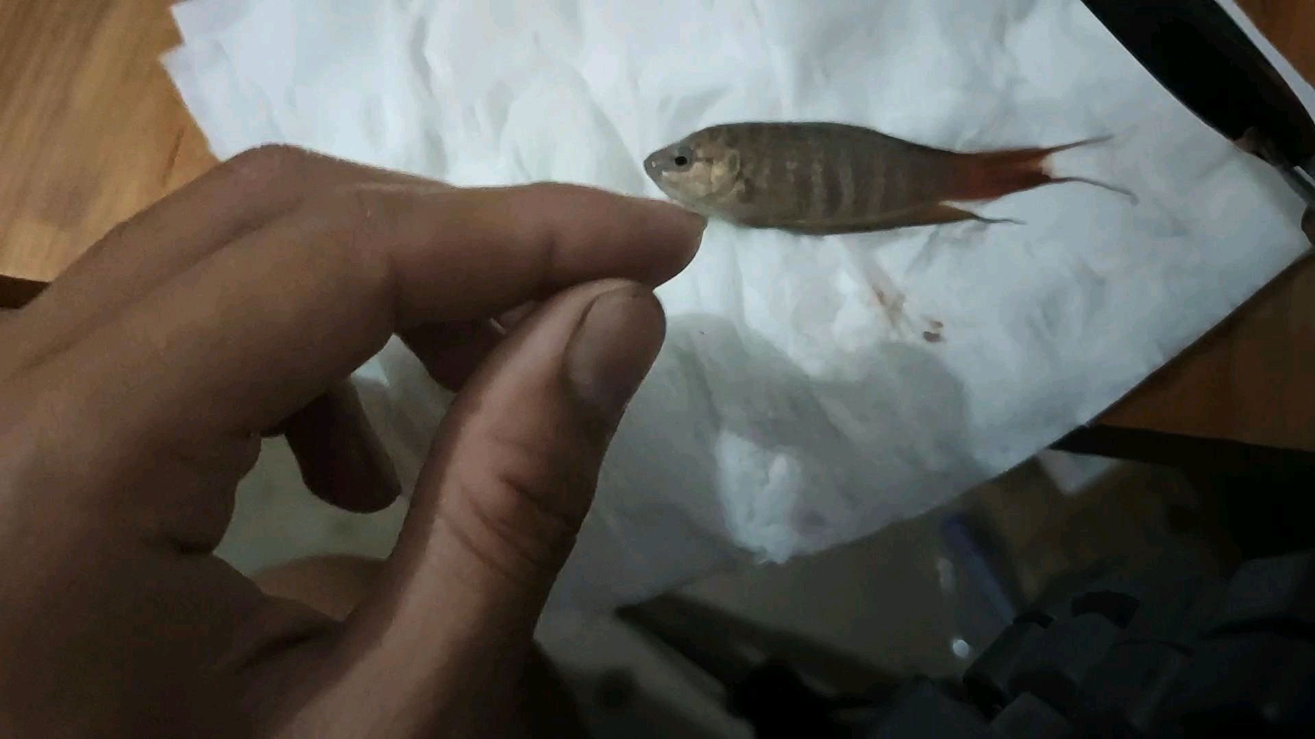 斗鱼得了肉瘤该怎么治,独家治疗方法,救不好就等……