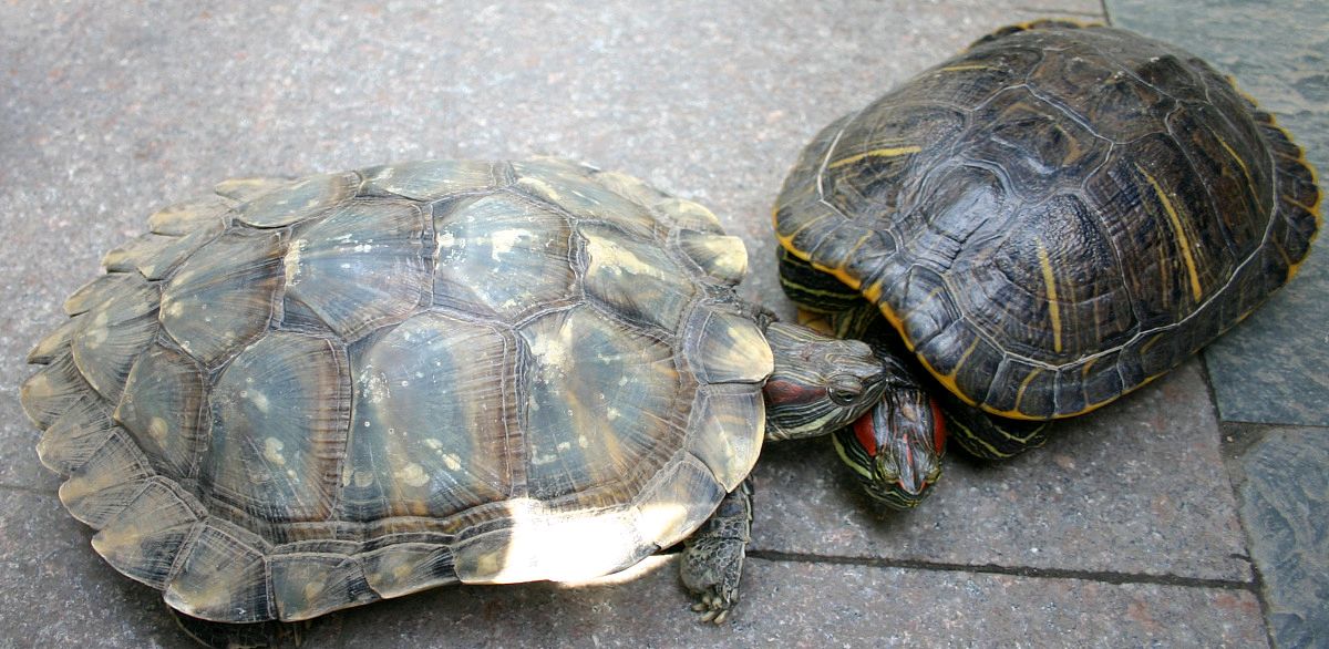 大乌龟和小乌龟