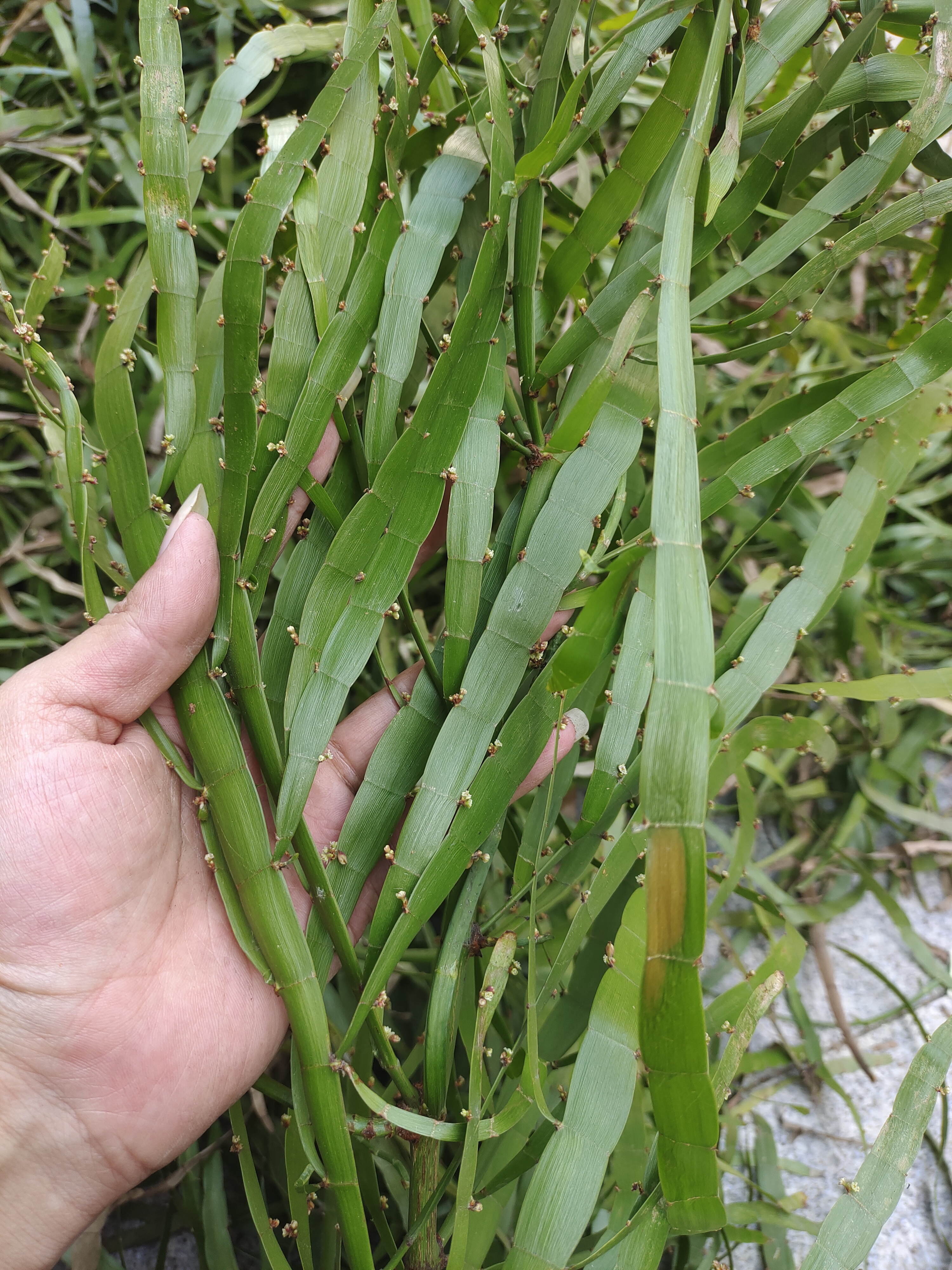 飞天蜈蚣草治疗蛇缠腰图片