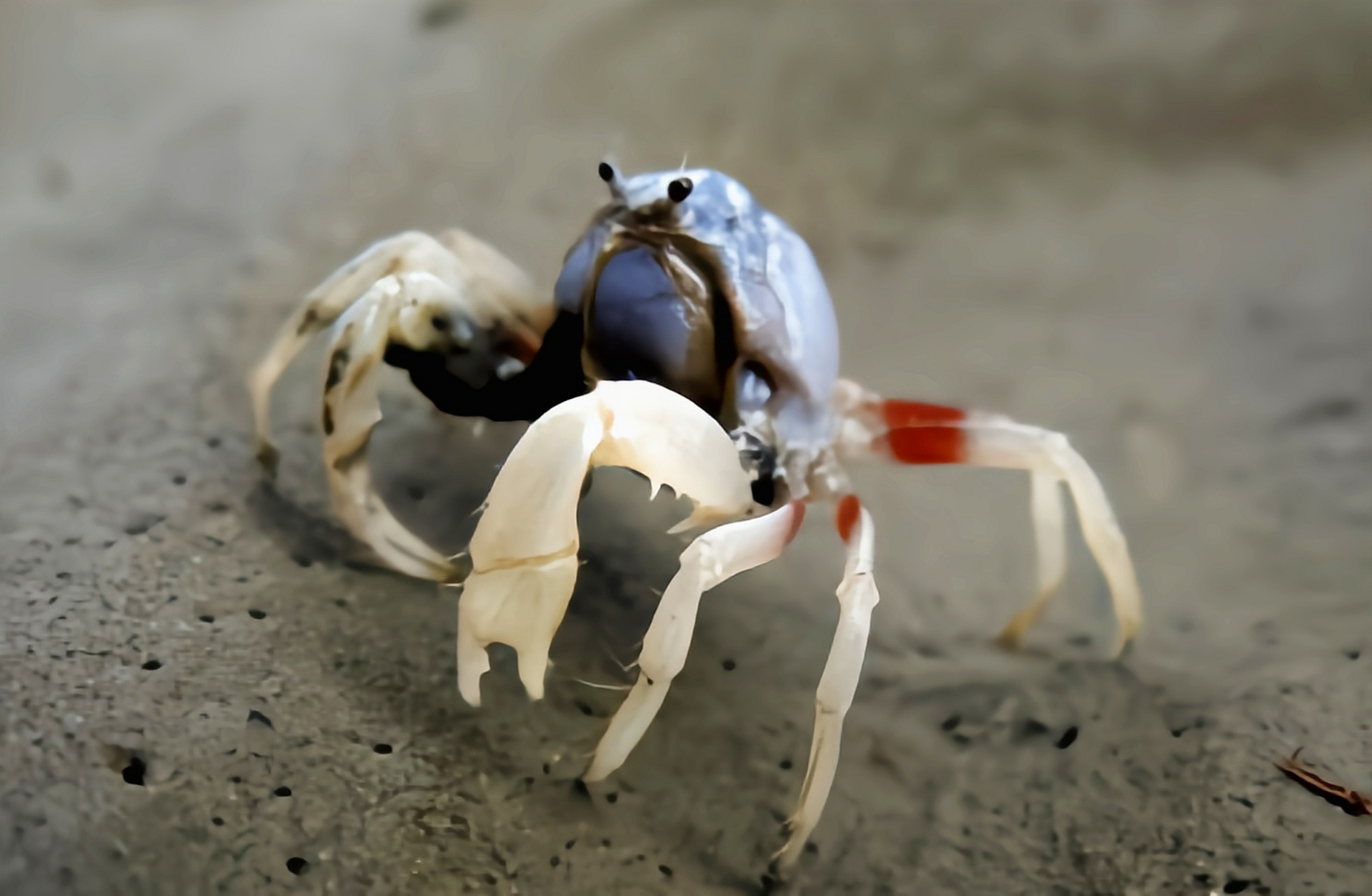 每天认识一种动物——和尚蟹 和尚蟹别名兵蟹,海珍珠,海蜘蛛,原产于