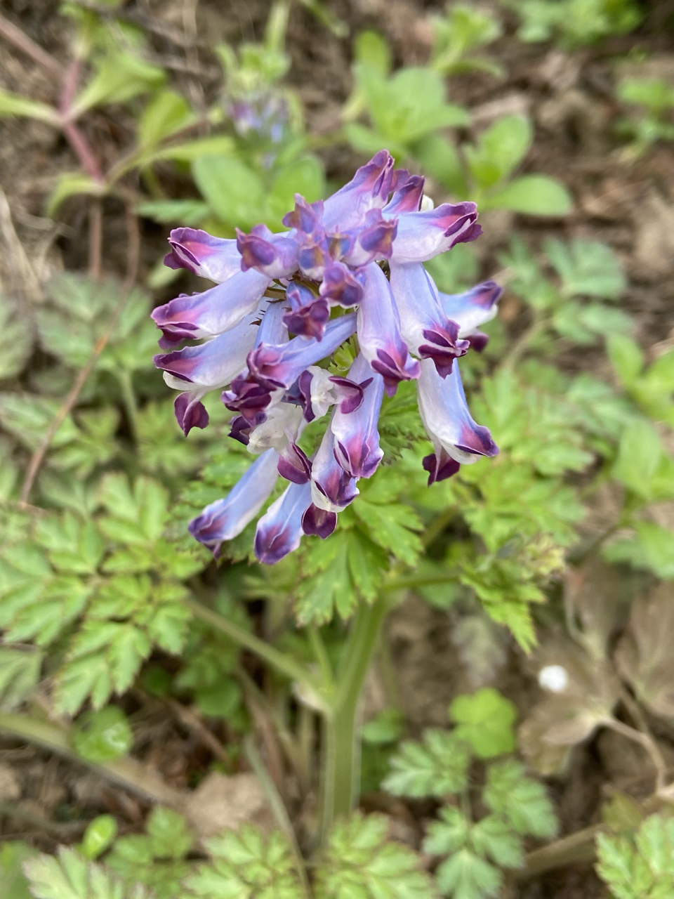 刻叶紫堇,默默绽放它的美! #百家号星火计划# #养花种菜小分队