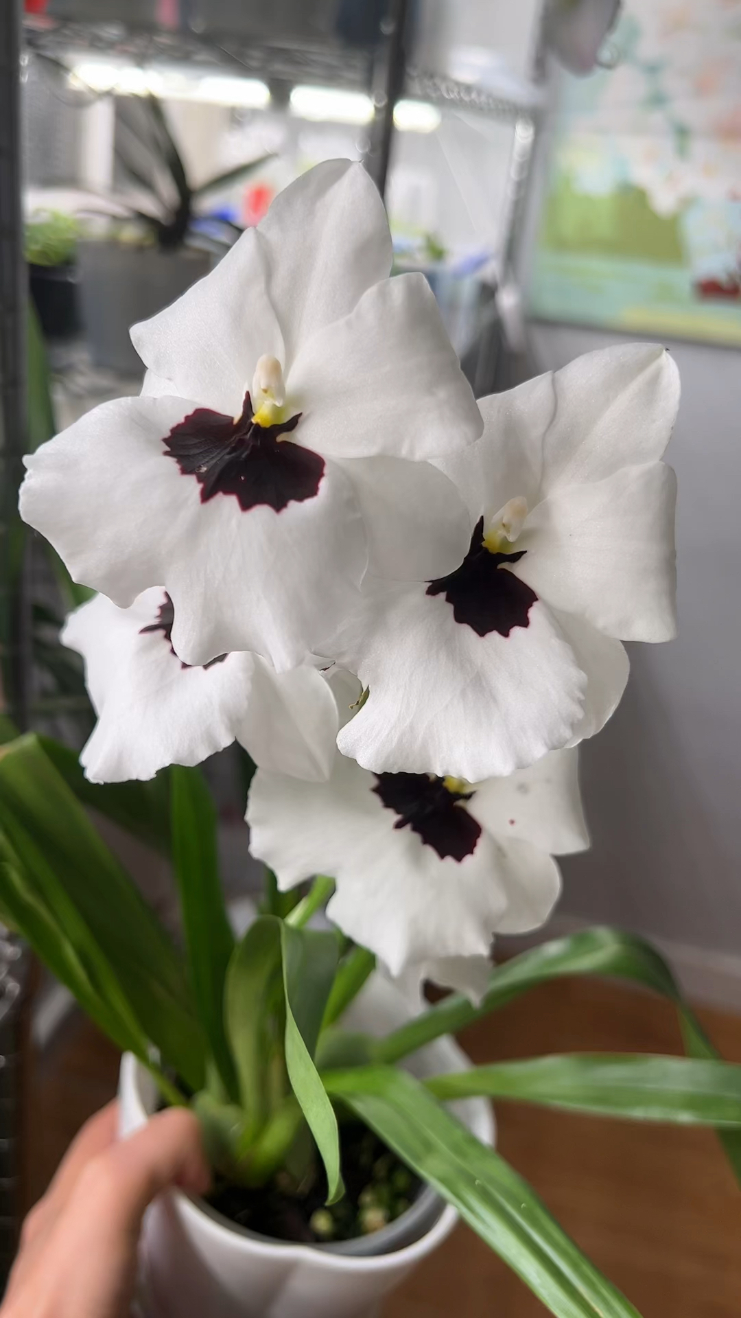 堇花兰少有的黑白色花心好像黑天鹅芭蕾舞女郎太美了所有堇花兰中最