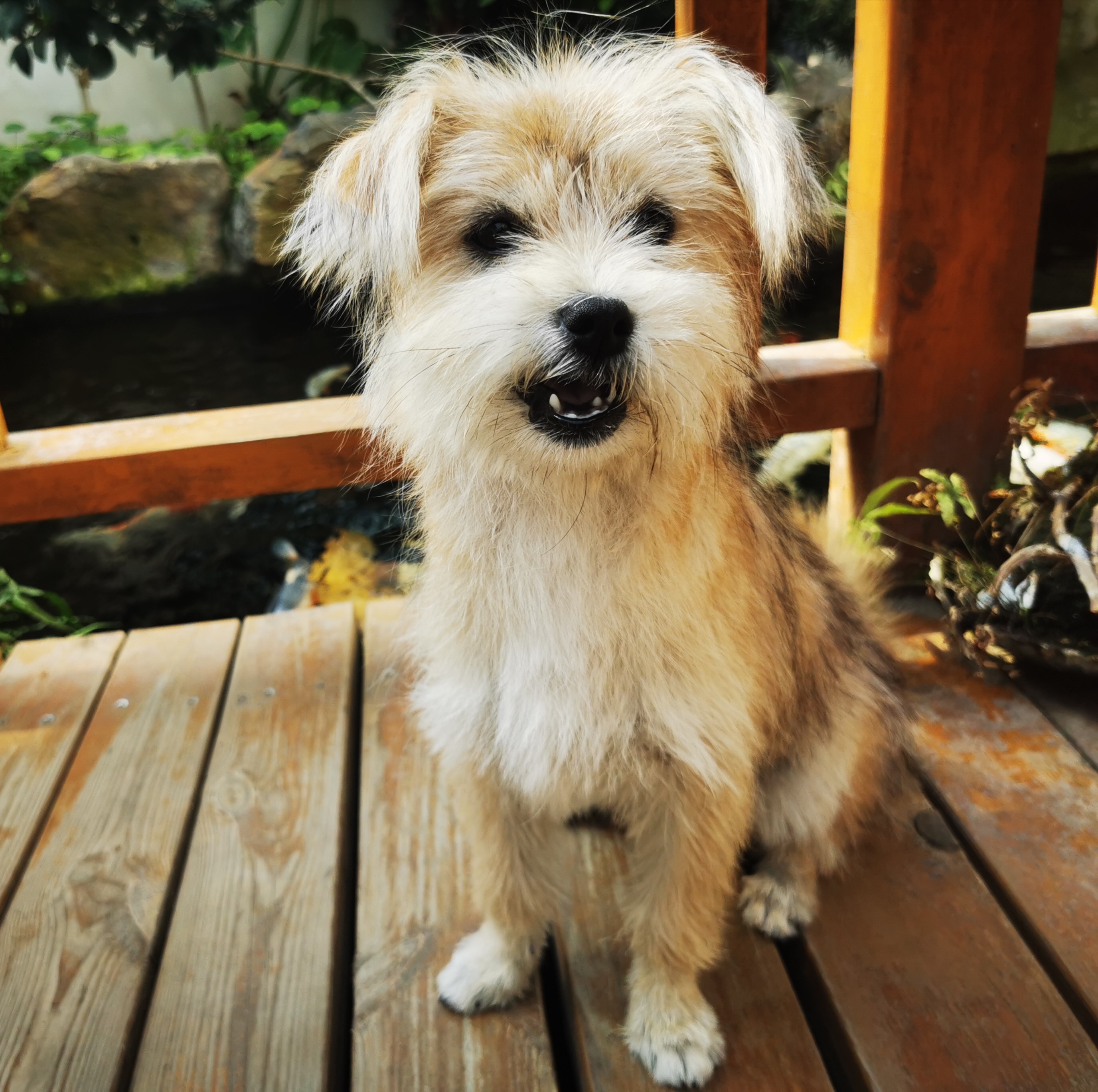 流浪狗"来福"的新生活(二)