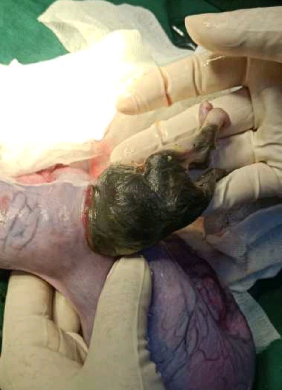 猫咪难产?选择剖腹产还是再等等顺产