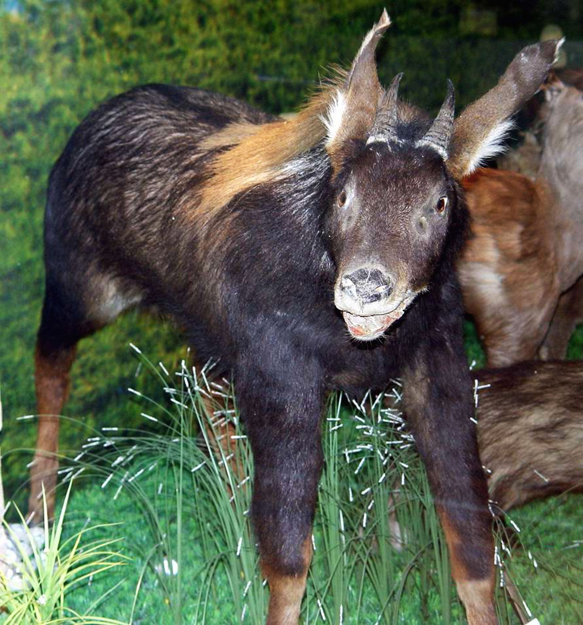 中华鬣羚是一种神秘而又美丽的动物,它们生活在中国广袤的山区和丘陵