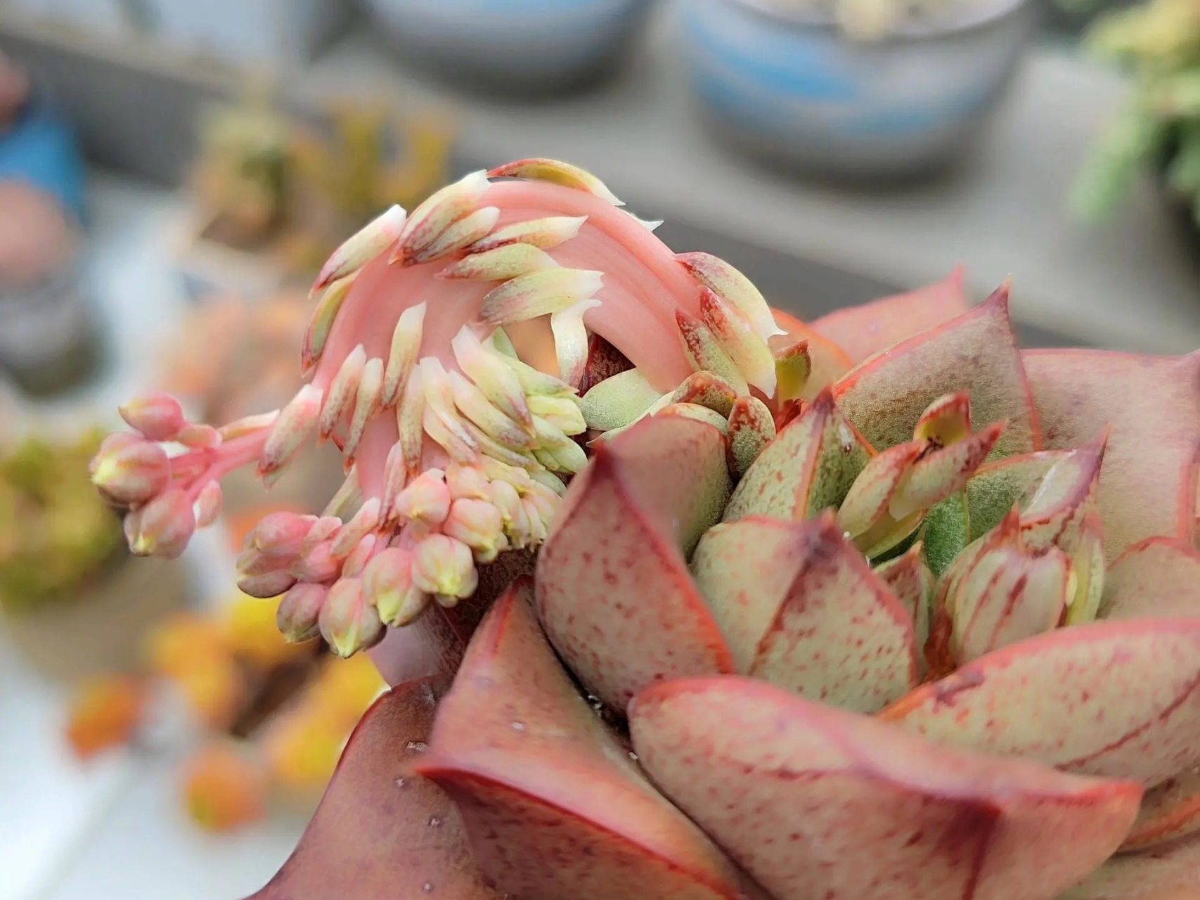 这个真没见过,大和锦的花剑缀化了