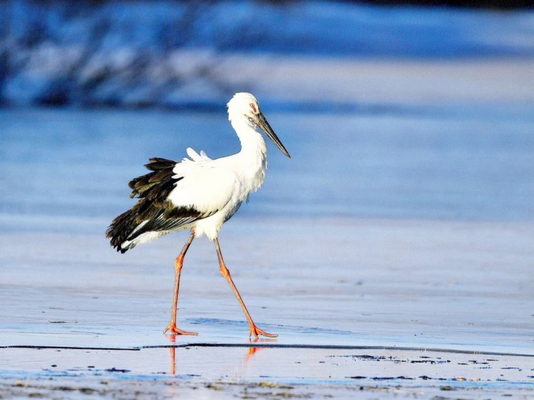 11月20日,崇明东滩鸟类国家级自然保护区内观测到国家一级保护动物