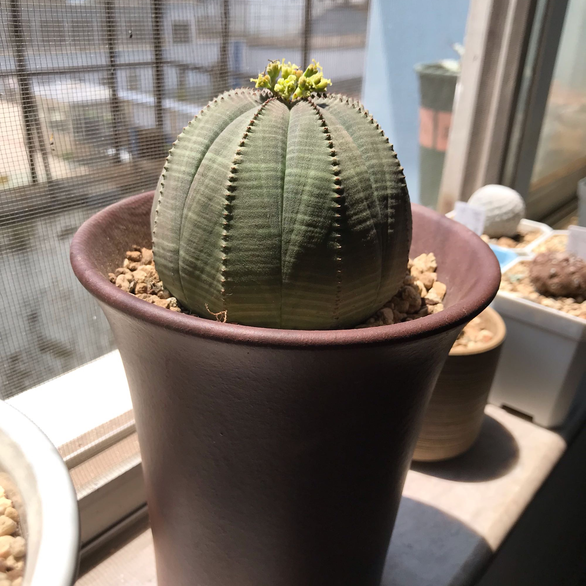 布纹球,是我养过的最奇特的一款仙人球,三个特点让花友直呼有趣