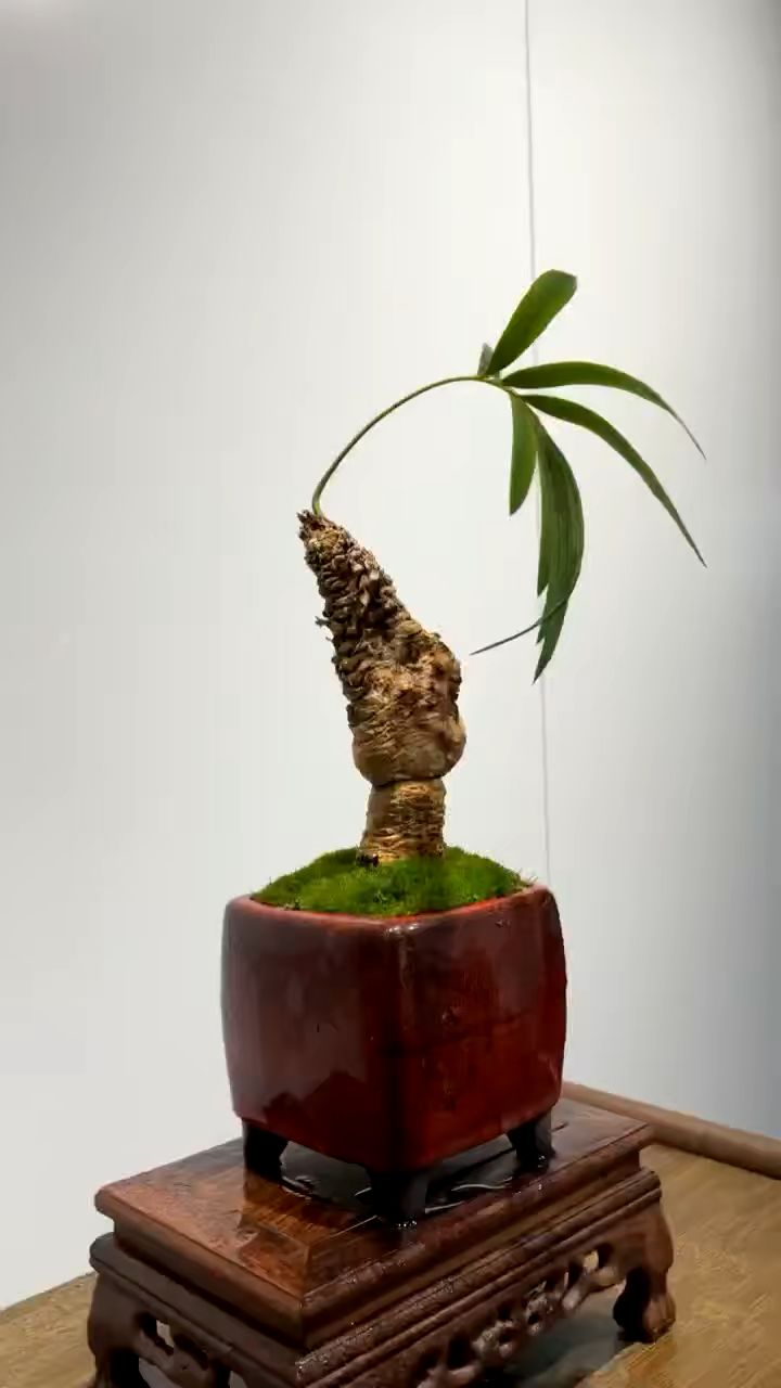 分享一棵石山苏铁野生桩茶台精品