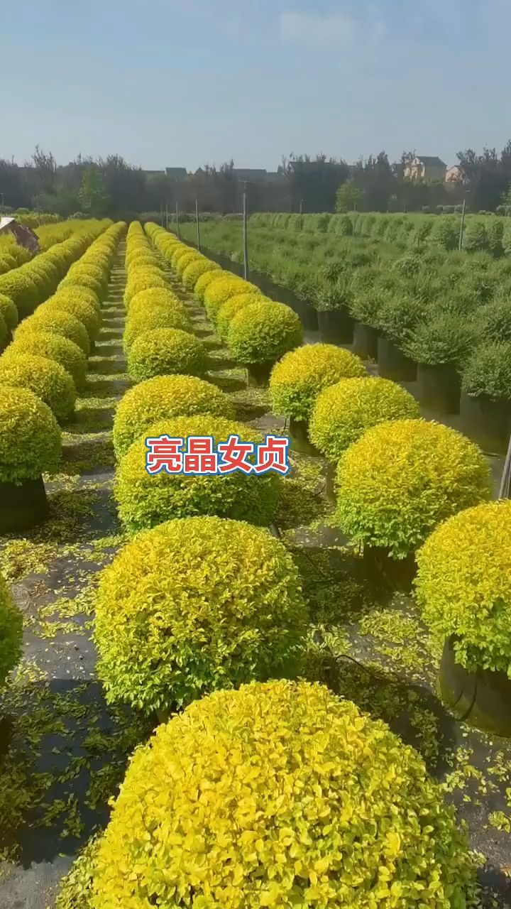 亮晶女贞造型球四季不落叶适合庭院别墅栽植-度小视