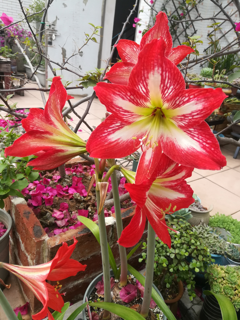 朱顶红四川女王逐渐绽放中 四川女王是土朱中非常出色的,群开一完很