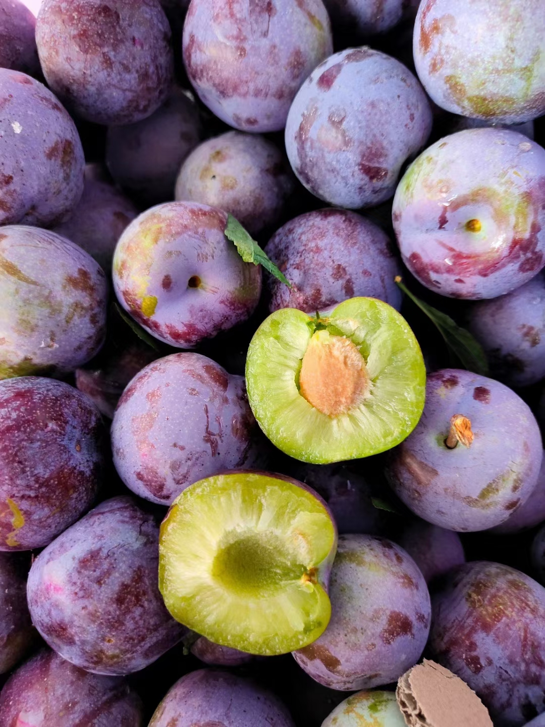 五月脆凤凰李成熟了