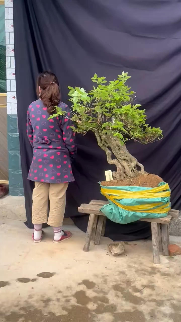 提根映山红,根系活力