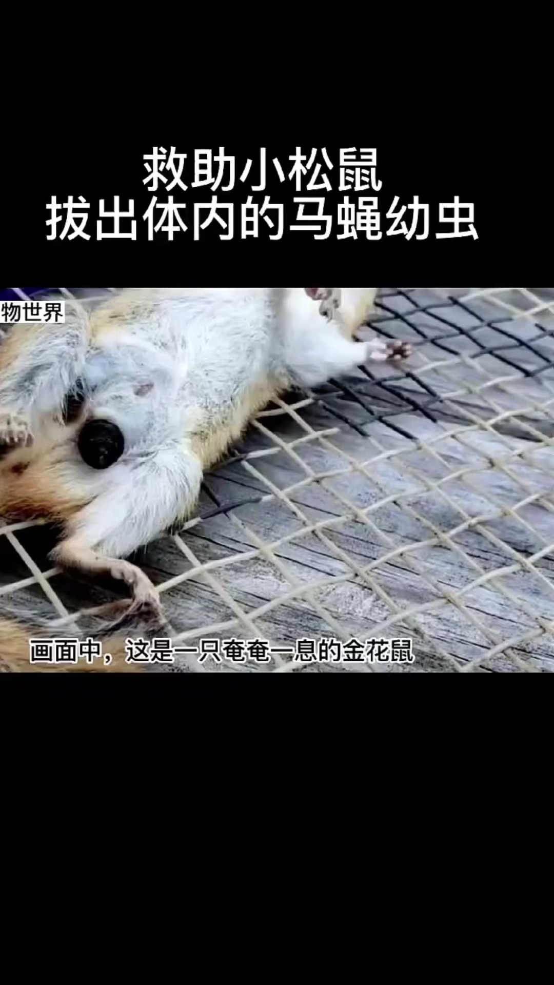 松鼠身上发现很多寄生虫,被人类解救!-度小视