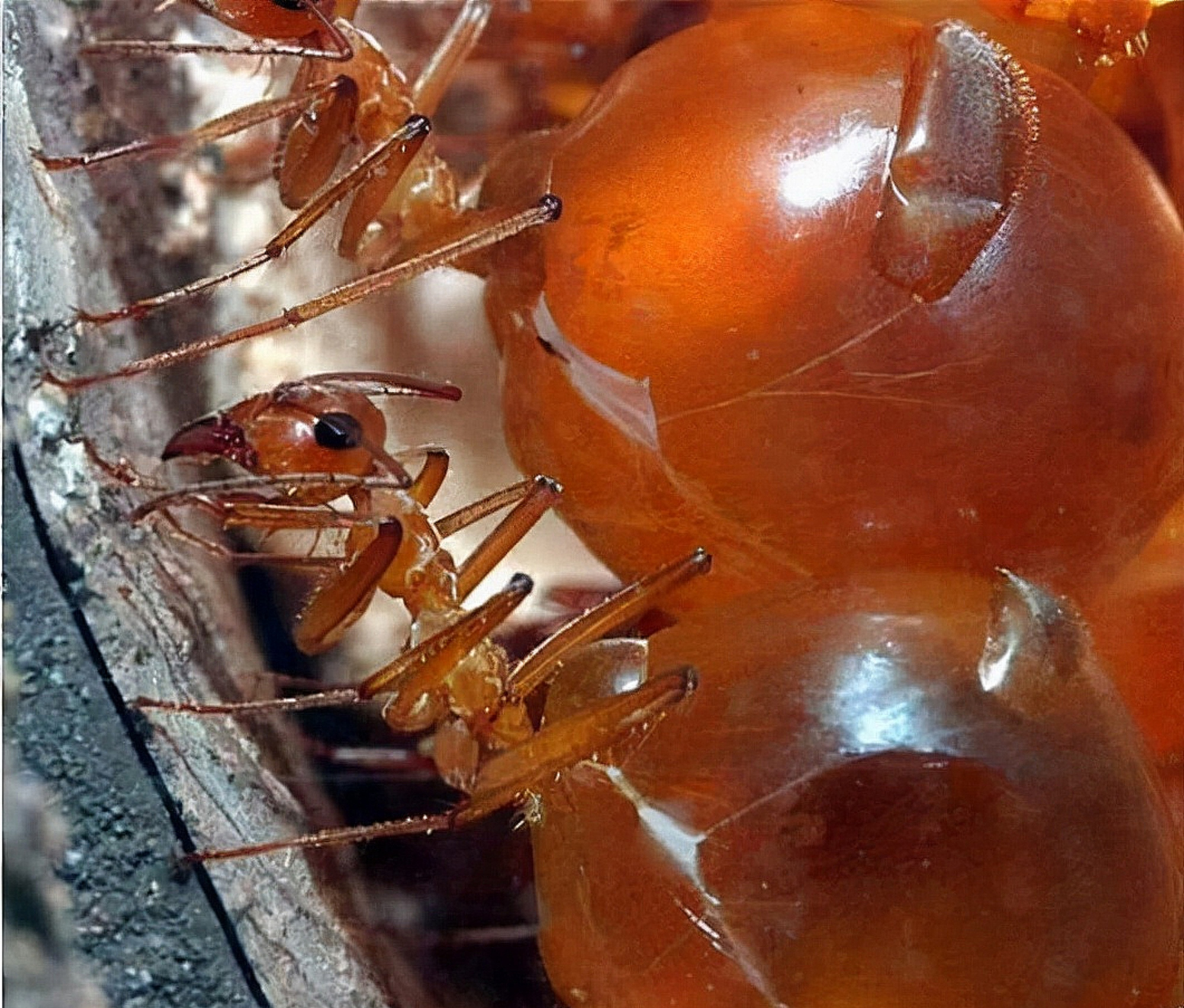 世界上最大的蚂蚁蜜罐蚂蚁