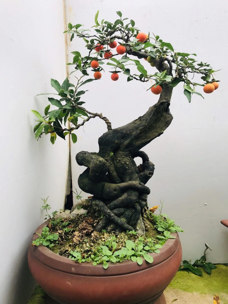 精品怪桩金弹子 硕果累累