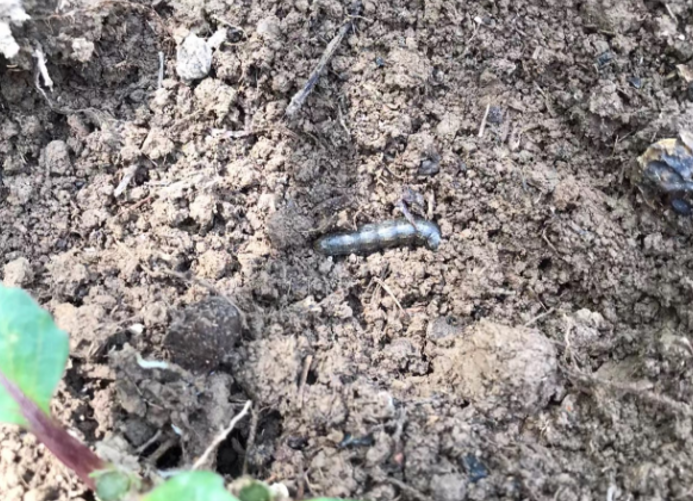 地老虎,蛴螬,蝼蛄,金针虫等地下害虫防治指南来了!