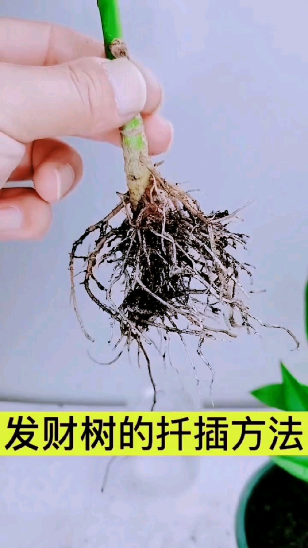 朱砂根扦插繁殖方法图图片
