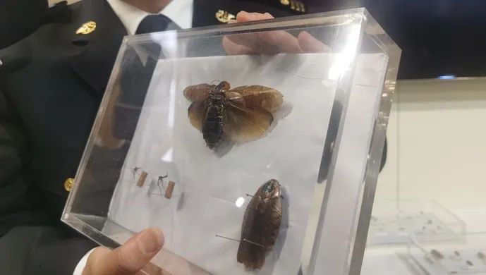 这种蟑螂竟被当成宠物?网上一只100元
