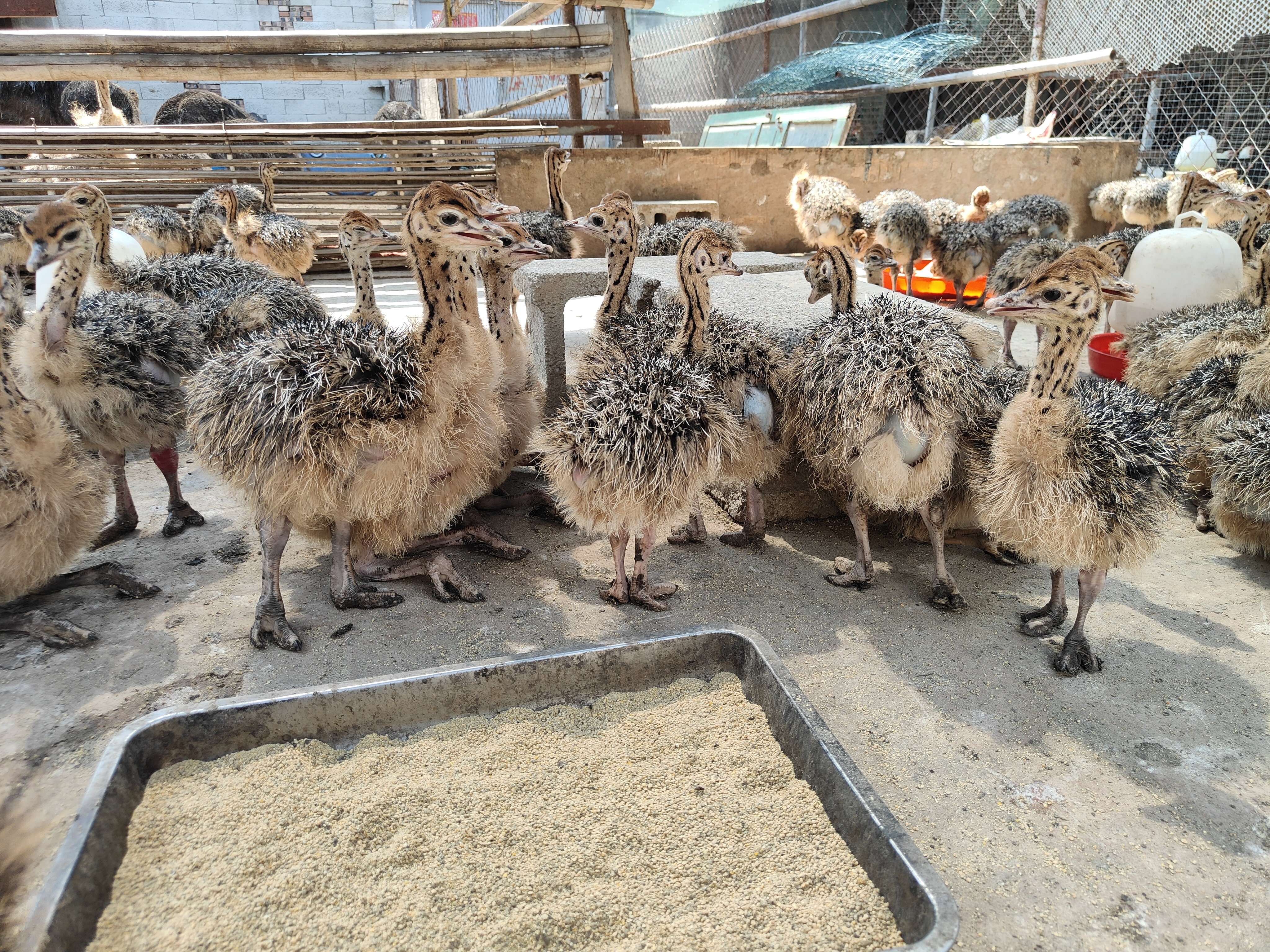 養殖非洲鴕鳥脫溫小鴕鳥苗價格2023農村特種養殖項目