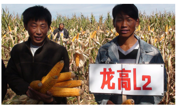 龙高l2玉米种子适合哪些地区种植