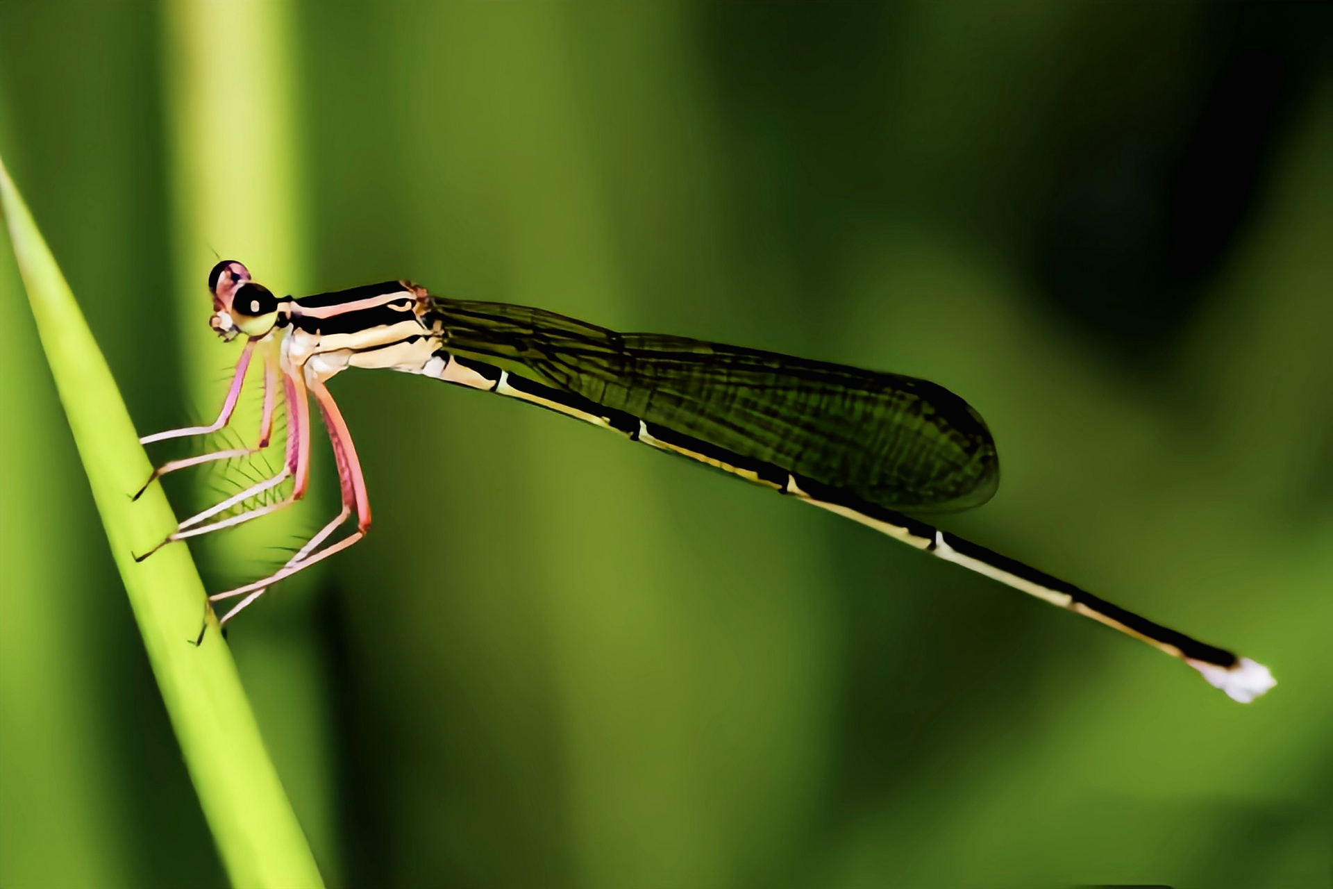 每天认识一种昆虫——白狭扇蟌 白狭扇蟌别名环纹琵蟌是蜻蜓目,扇蟌科